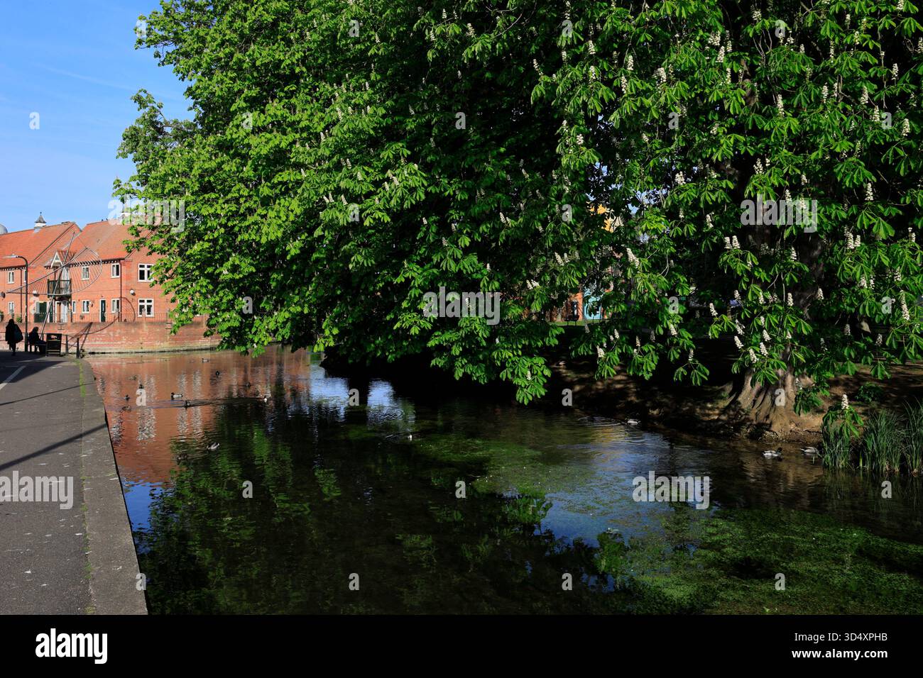 Vista estiva del fiume Slea, Sleaford Market Town, Lincolnshire, Inghilterra, Regno Unito Foto Stock
