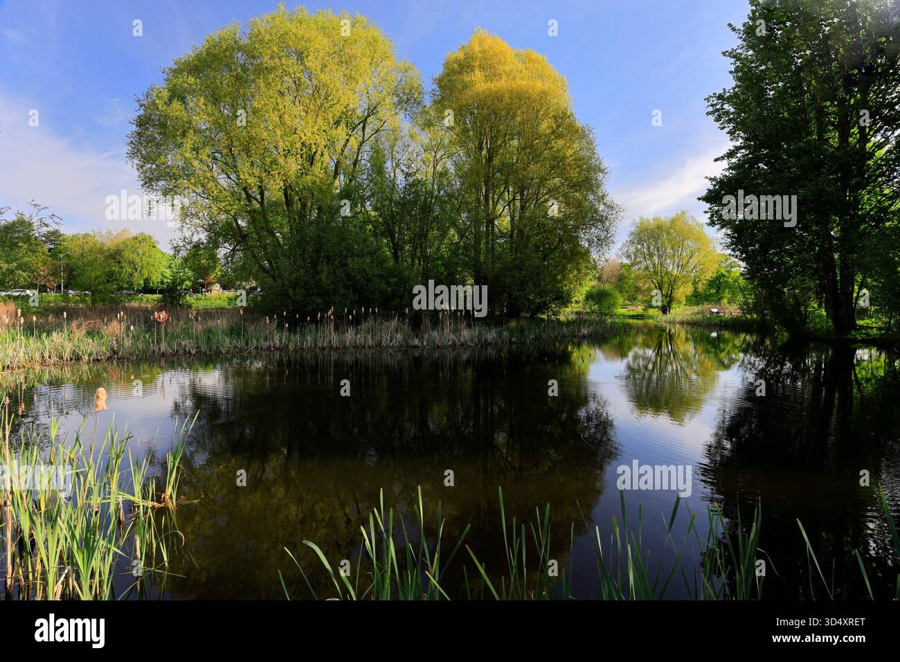 Vista estiva sulla riserva naturale locale di Lollycocks Field, Sleaford Town, Lincolnshire, Inghilterra, Regno Unito Foto Stock