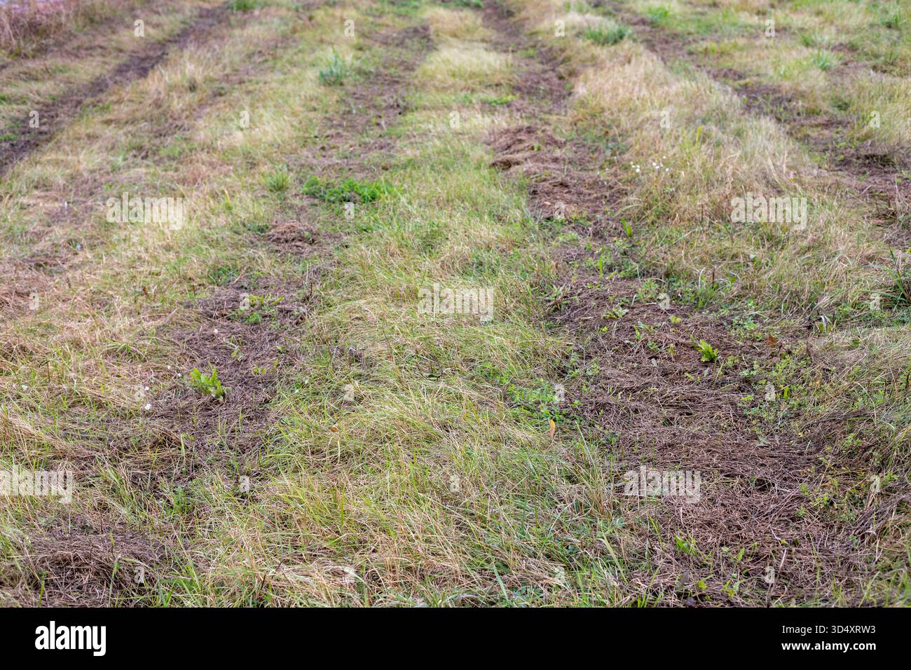 Cingoli di pneumatici del trattore nell'erba. Segni del battistrada su una strada forestale. Tracce di pneumatici per auto sull'erba dopo che i camion passano lungo una strada forestale. Foto Stock