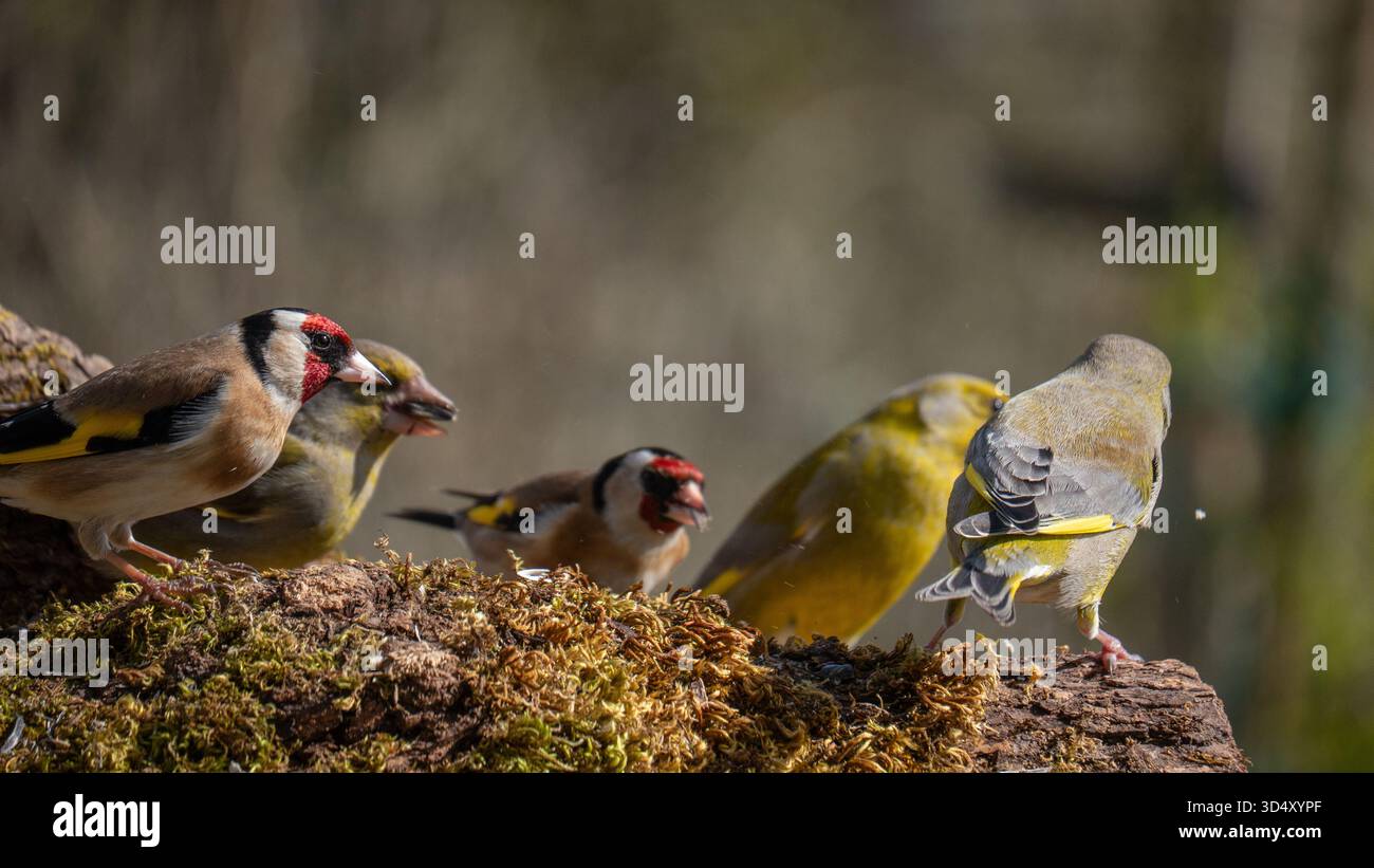 Greenfinches e goldfinches in una stazione di alimentazione nella Francia rurale Foto Stock