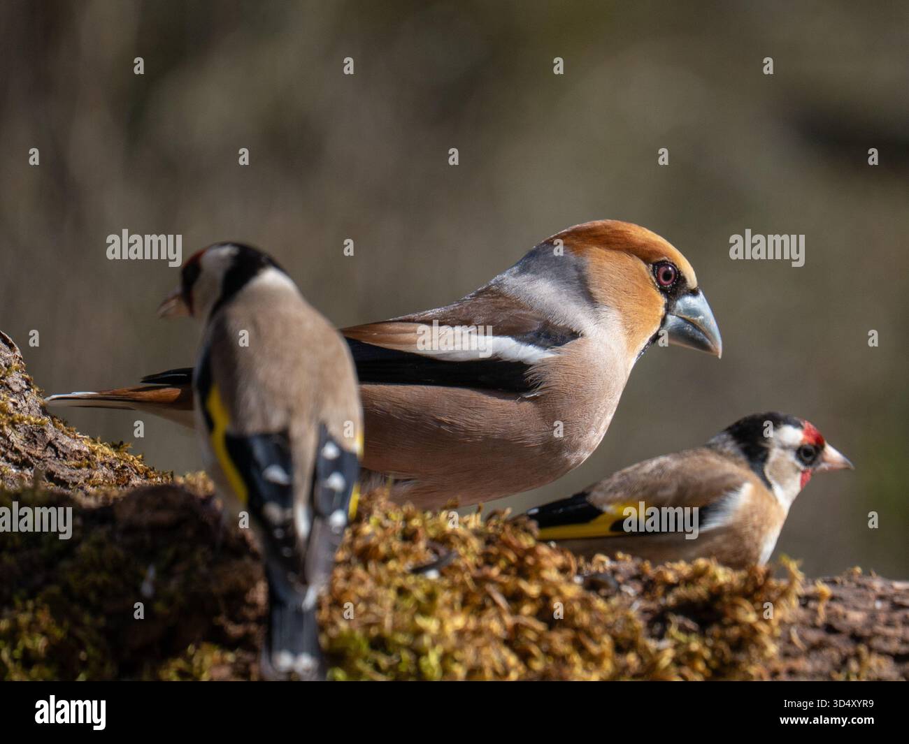 Hawfinch e golfisti in una stazione di alimentazione rurale nel tardo inverno nella Francia rurale Foto Stock