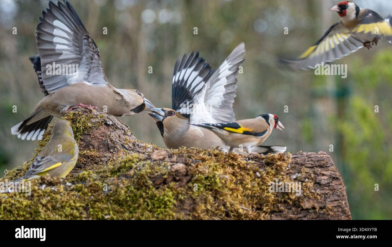 Hawfinches Coccothraustes coccothraustes che combattono in una stazione di alimentazione nella Francia rurale Foto Stock