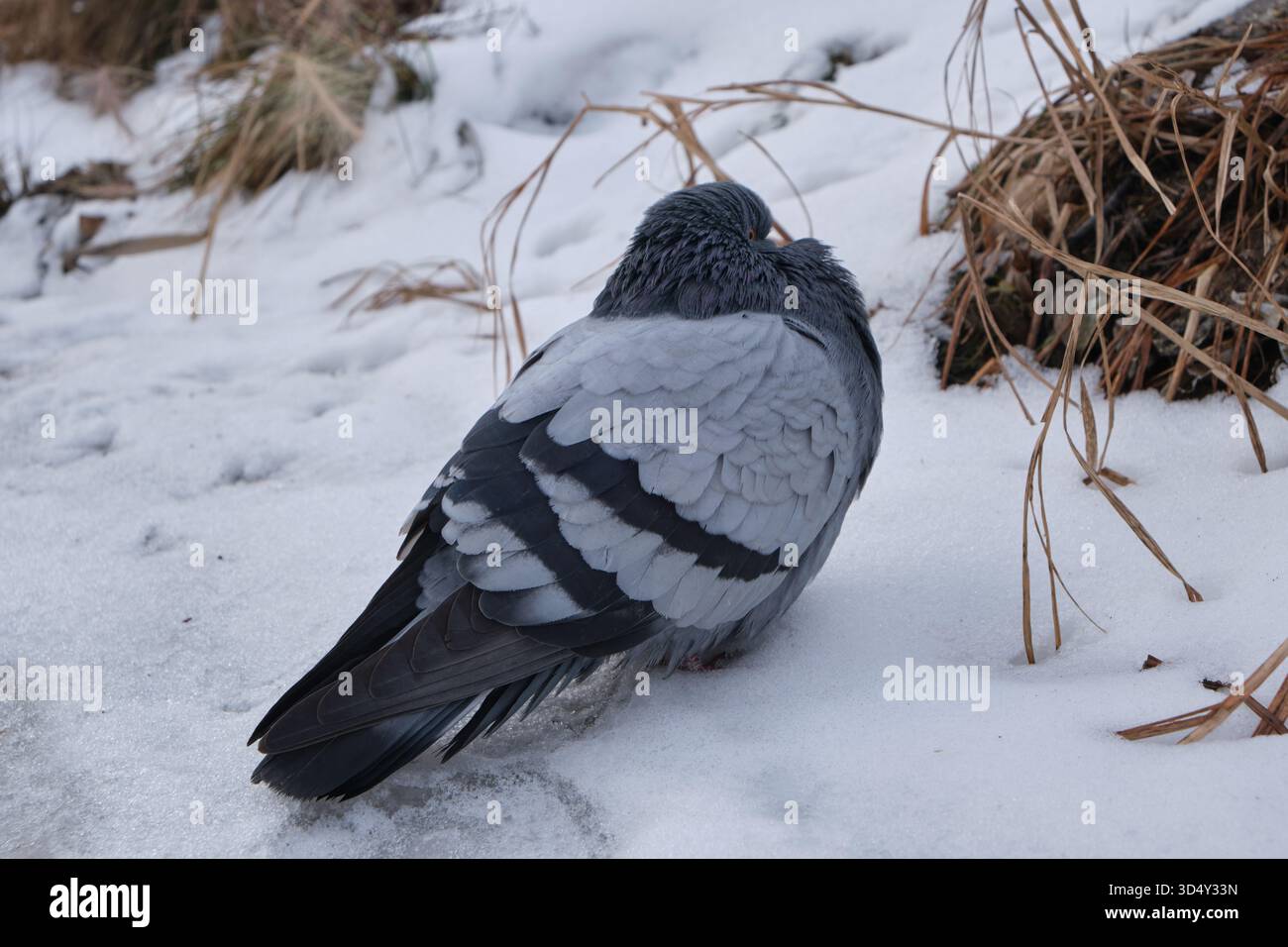 Piccione seduto sulla neve in inverno. Primo piano Foto Stock