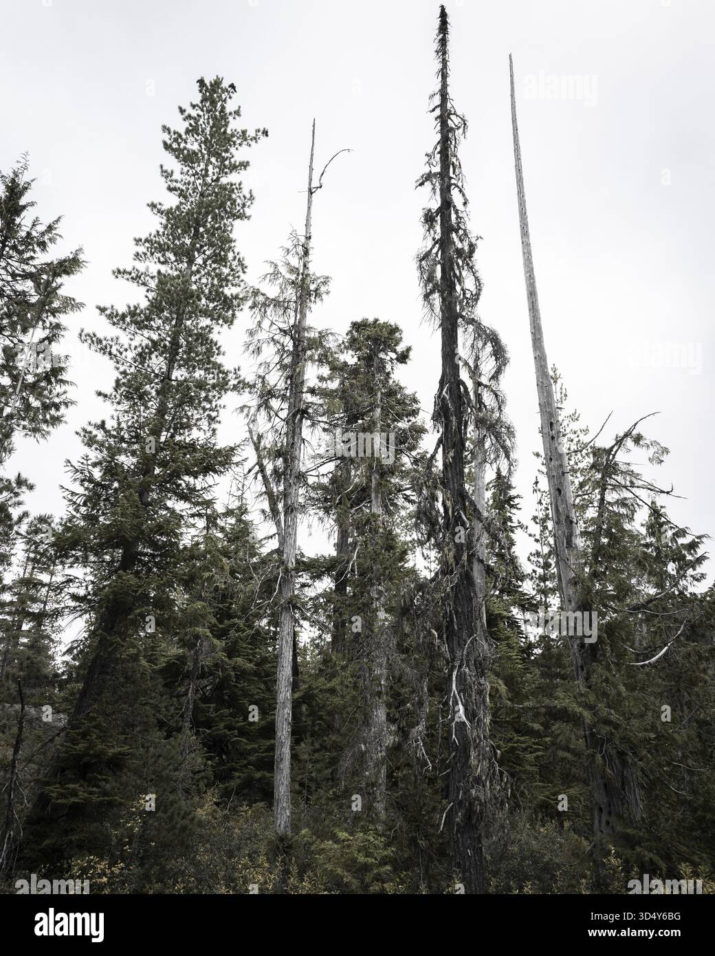 Veduta di alti alberi che raggiungono un cielo pallido, Squamish, British Columbia, Canada. Foto Stock