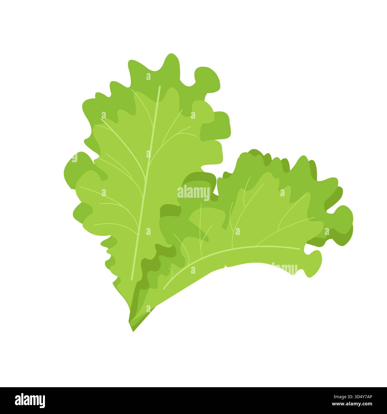 Foglie di lattuga verde con bordi morbidi e ondulati su sfondo bianco. Illustrazione vettoriale di verdi freschi e succosi in uno stile piatto e minimalista. Illustrazione Vettoriale