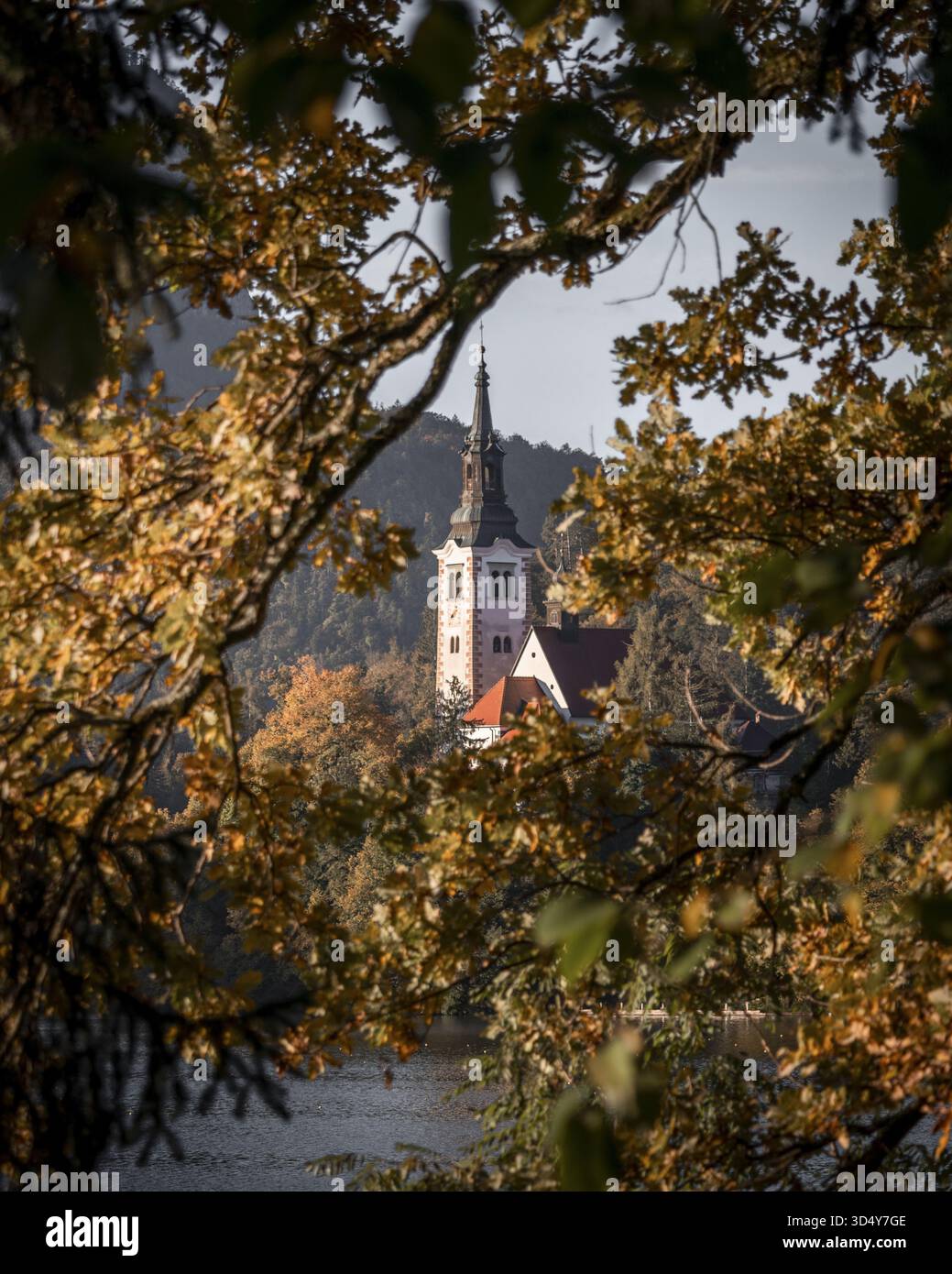 Vista di una chiesa con un'alta guglia incorniciata da foglie e rami d'autunno dorati, Bled, Radovljica, Slovenia. Foto Stock