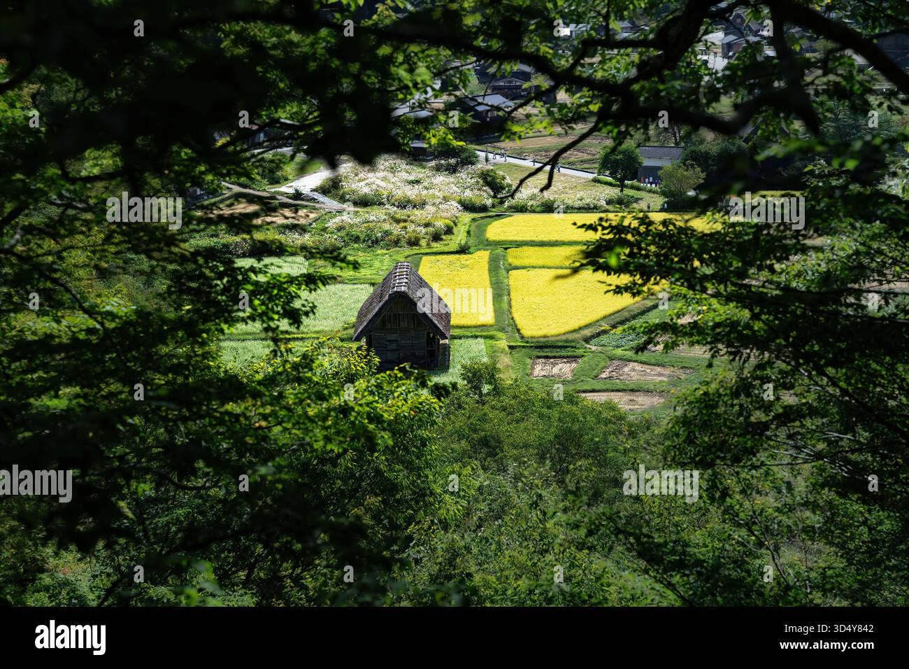 Vista di una tradizionale casa colonica con tetto in paglia accoccolata tra vivaci risaie dorate e lussureggiante vegetazione, incorniciata da vegetazione verdeggiante, Shirakawa, Gifu Foto Stock