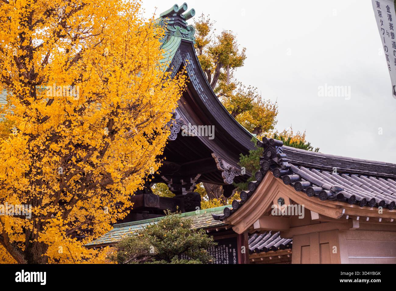 La vista del tetto del tempio e il vivace fogliame giallo creano un contrasto sorprendente con l'architettura tradizionale di Kanazawa, Ishikawa, Giappone. Foto Stock