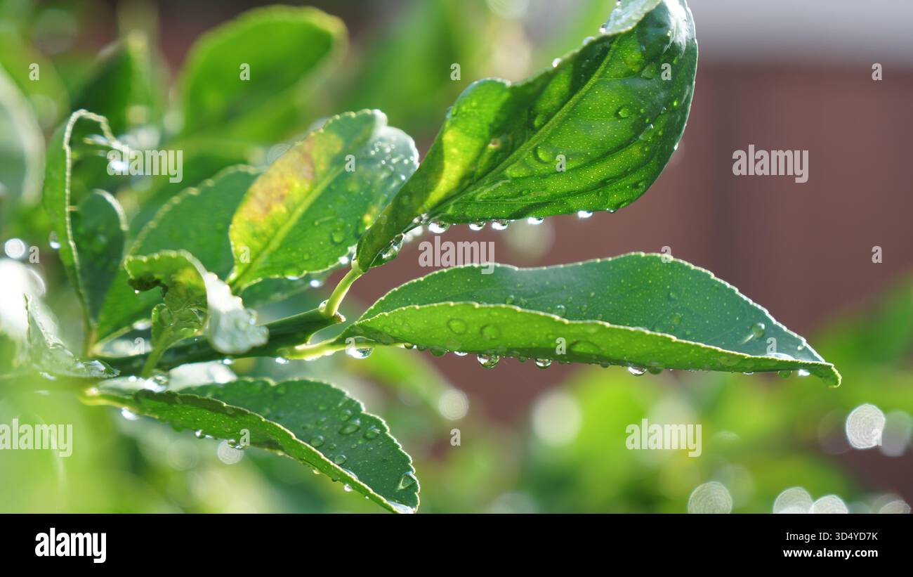Dopo la pioggia! Il mondo si sente più fresco - gocce d'acqua che si aggrappano delicatamente al verde vivace fogliame di un limone, creando delle luci naturali. Foto Stock