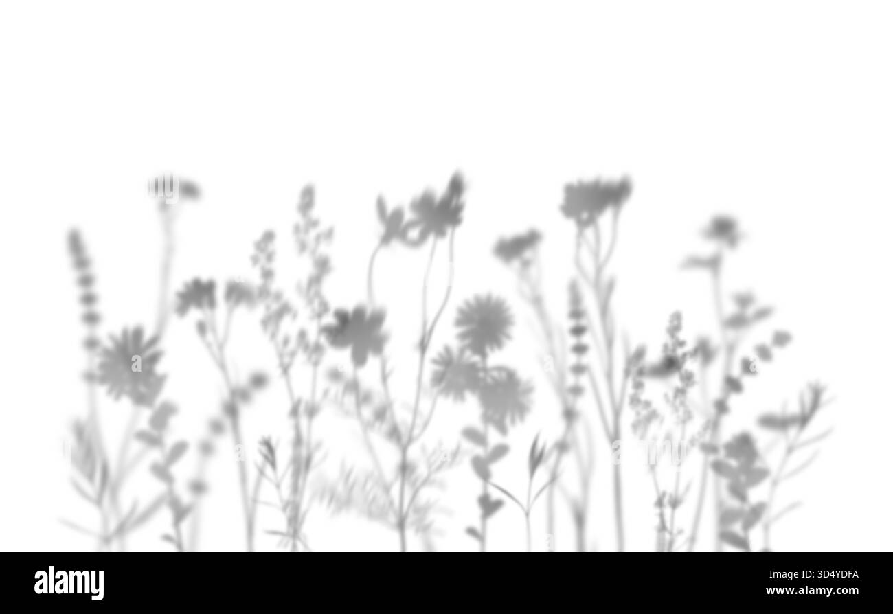 Ombra di fiori selvatici isolata su sfondo bianco. Effetto sovrapposizione per foto, mockup, poster, arte murale, presentazione di design. Foto Stock