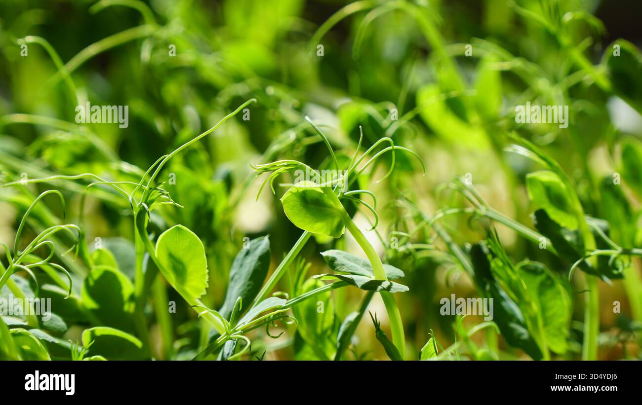 Un lussureggiante giardino di vivaci microgreen e germogli di piselli verdi, pieno di fresco sapore naturale e potenziale salutare. Foto Stock