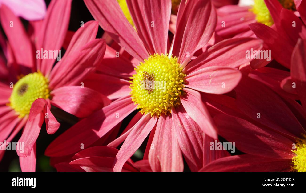 Petali baciati dal sole: Catturano le sfumature magenta e gialle delle Hardy Garden Mums in piena fioritura Foto Stock