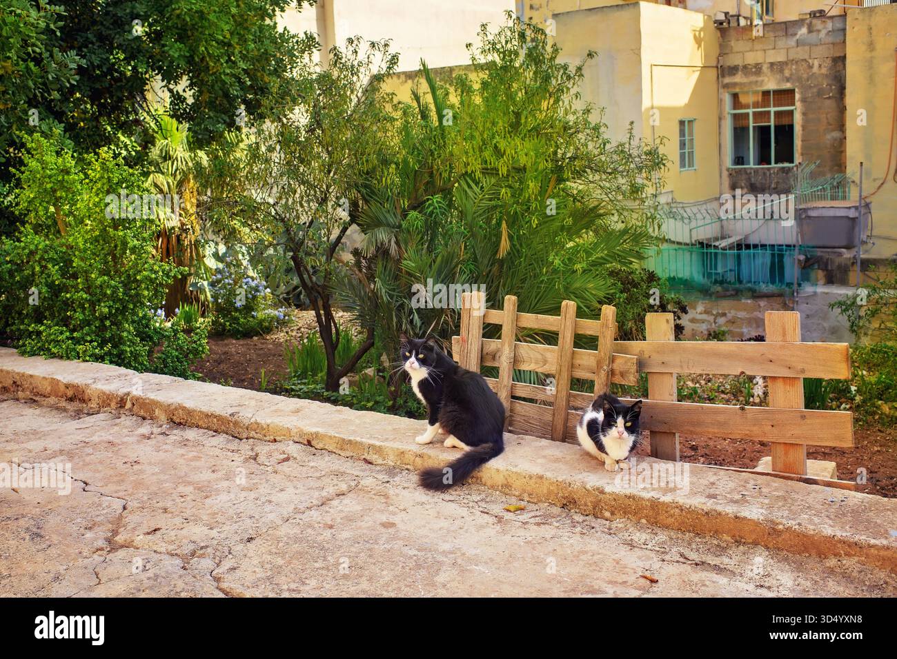 Paesaggio rurale: Due gatti bianchi e neri che riposano su una recinzione di legno lungo la strada in un giardino soleggiato con verde e vecchie case. Foto Stock