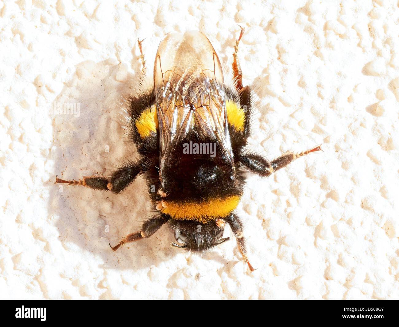 bumblebee morto (Bombus sp.) sdraiato sulla neve, che illustra la mortalità degli insetti e l'impatto delle condizioni di freddo. Foto Stock