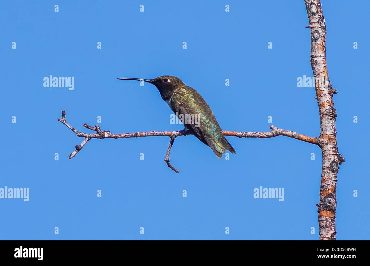 Un Hummingbird dalla tinta nera che mostra le sue piume verdi sul retro in una giornata limpida e soleggiata. Foto Stock