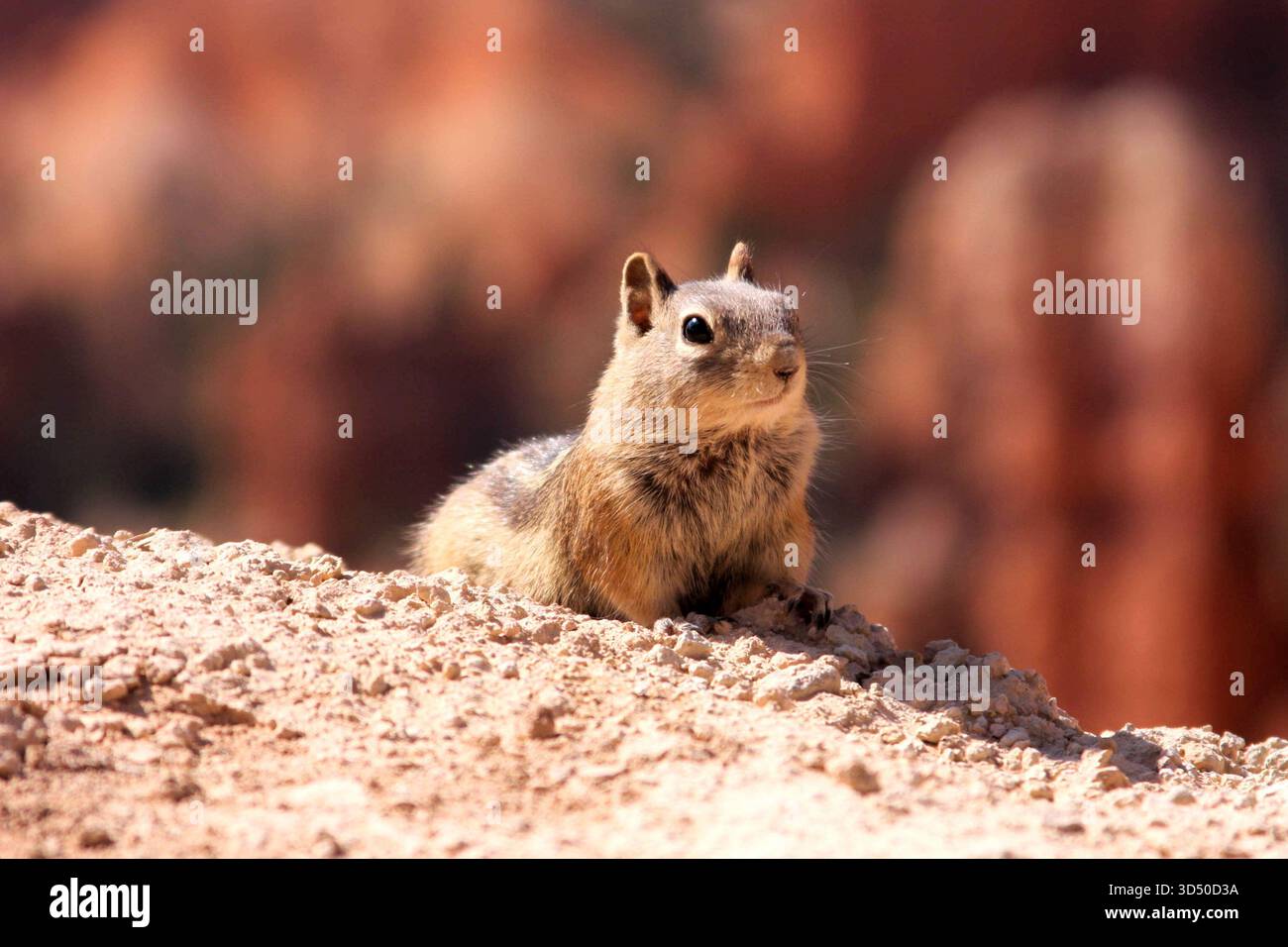Ground Squirrel Basking in Sun on Red Rocks of Bryce Canyon, Utah, Stati Uniti d'America Foto Stock