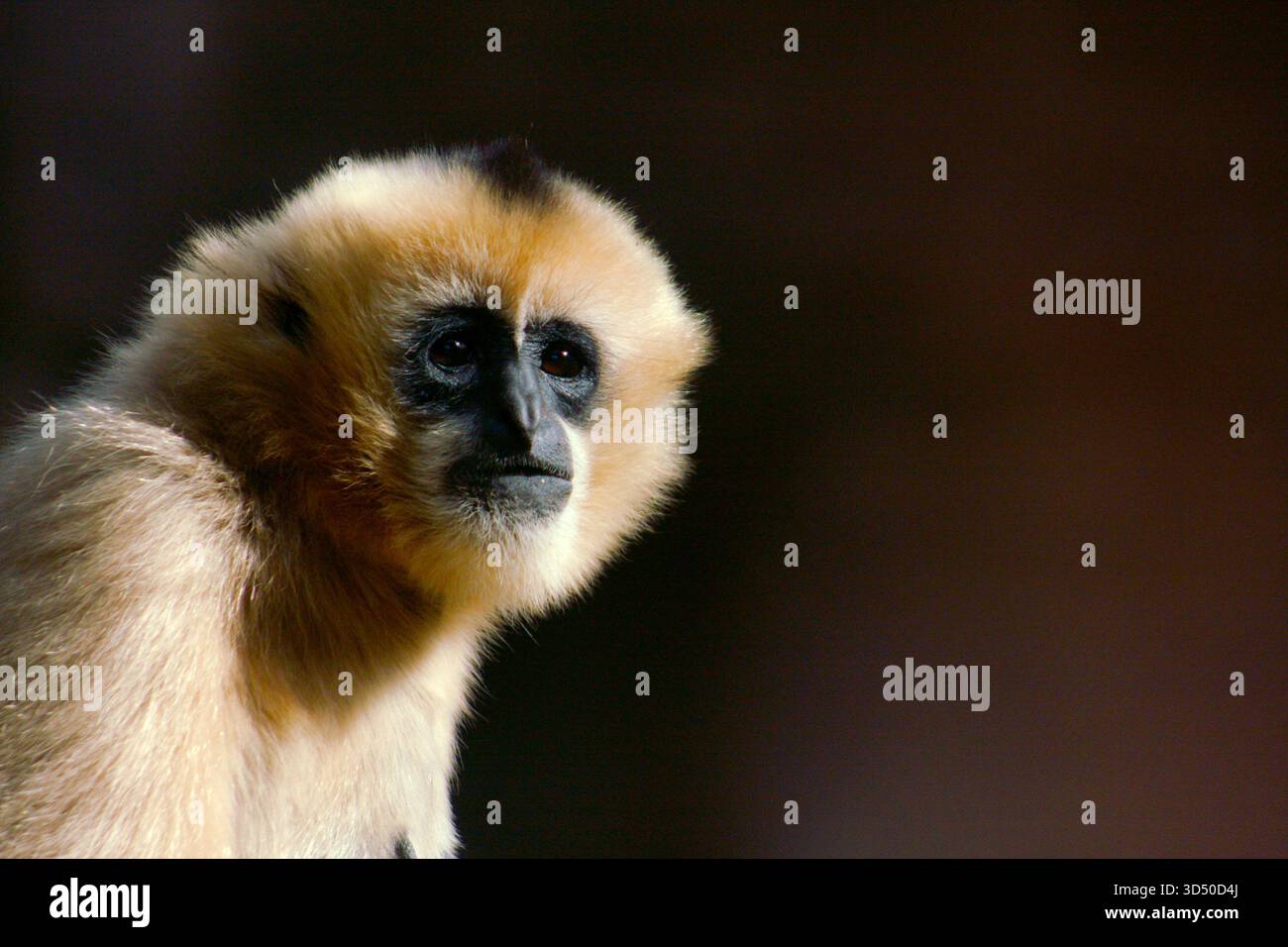 Femmina Northern White-Cheeked Gibbon, Critically Endangered, dall'Asia. Ritratto animale Foto Stock