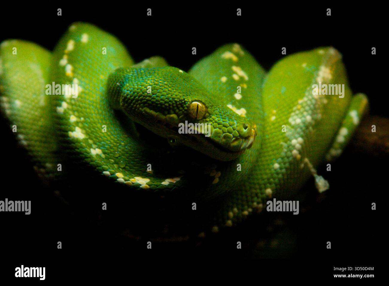 Emerald Tree Boa Coiled on Branch che fissa in camera - animale sudamericano - prigionia Foto Stock