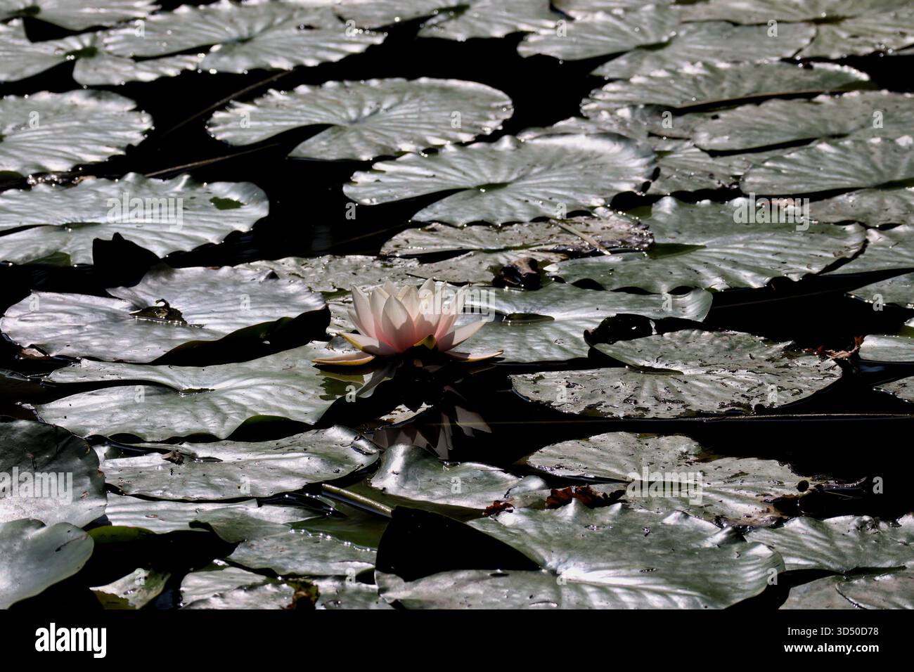 Un'unica giglio d'acqua che fiorisce tra i tappetini galleggianti su una tranquilla superficie dello stagno Foto Stock