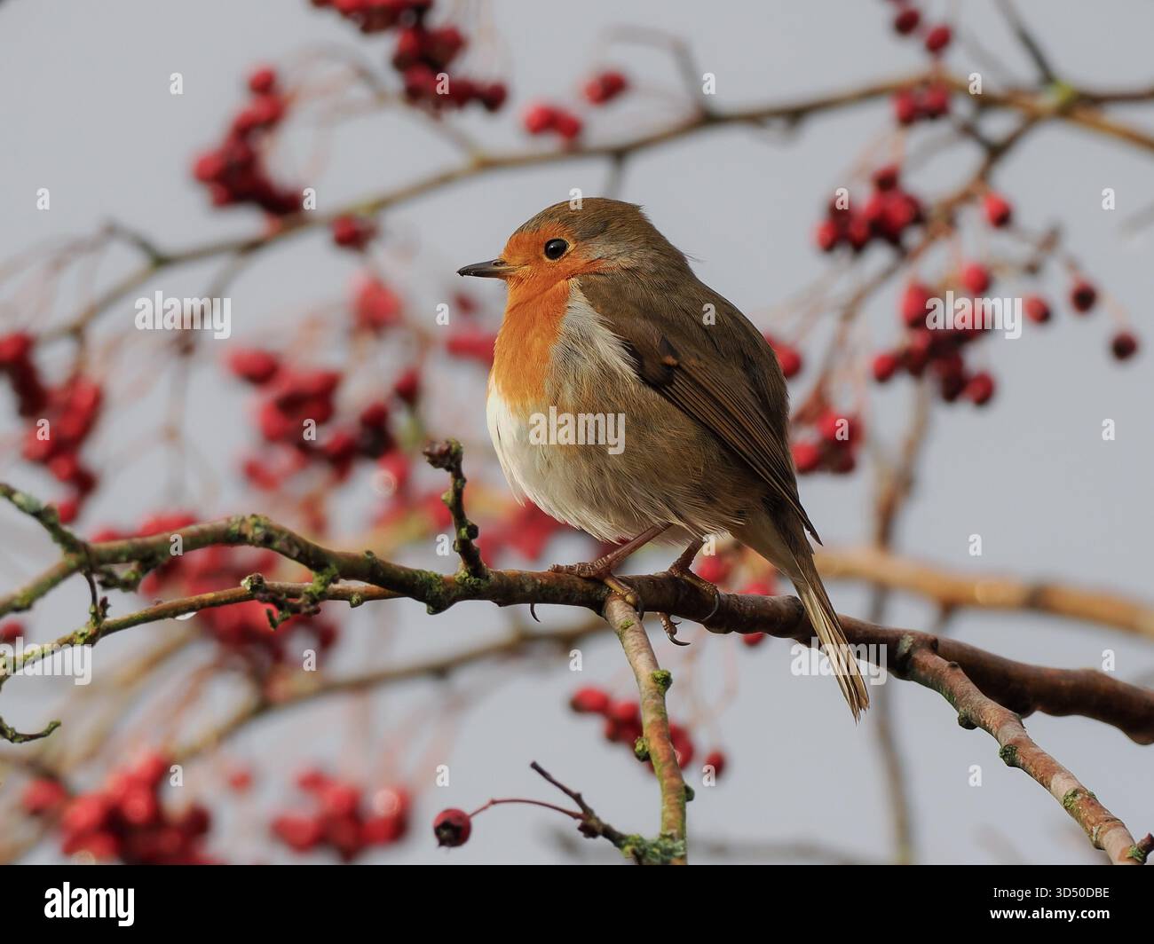 Robin arroccato in un albero di bacche Foto Stock