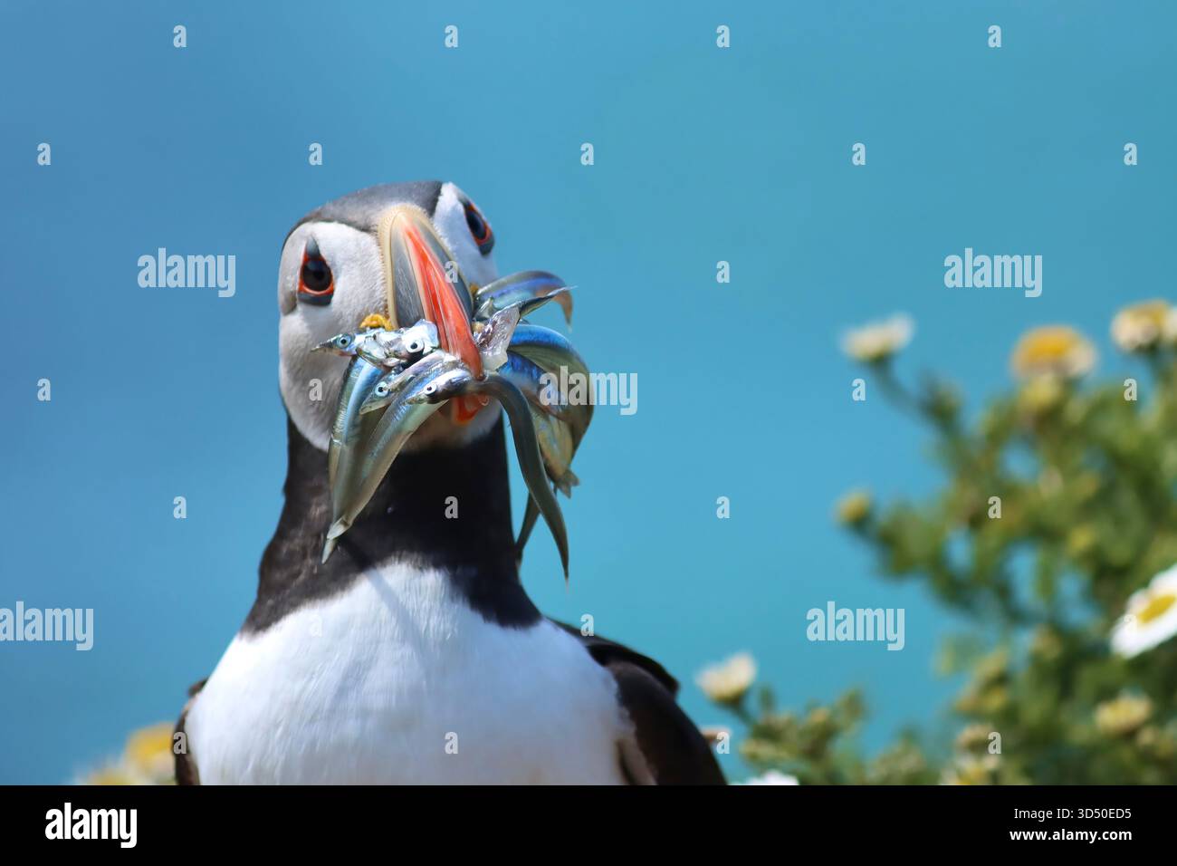 Puffin Atlantico con becco pieno di cicerelle sull'isola di Skomer Foto Stock
