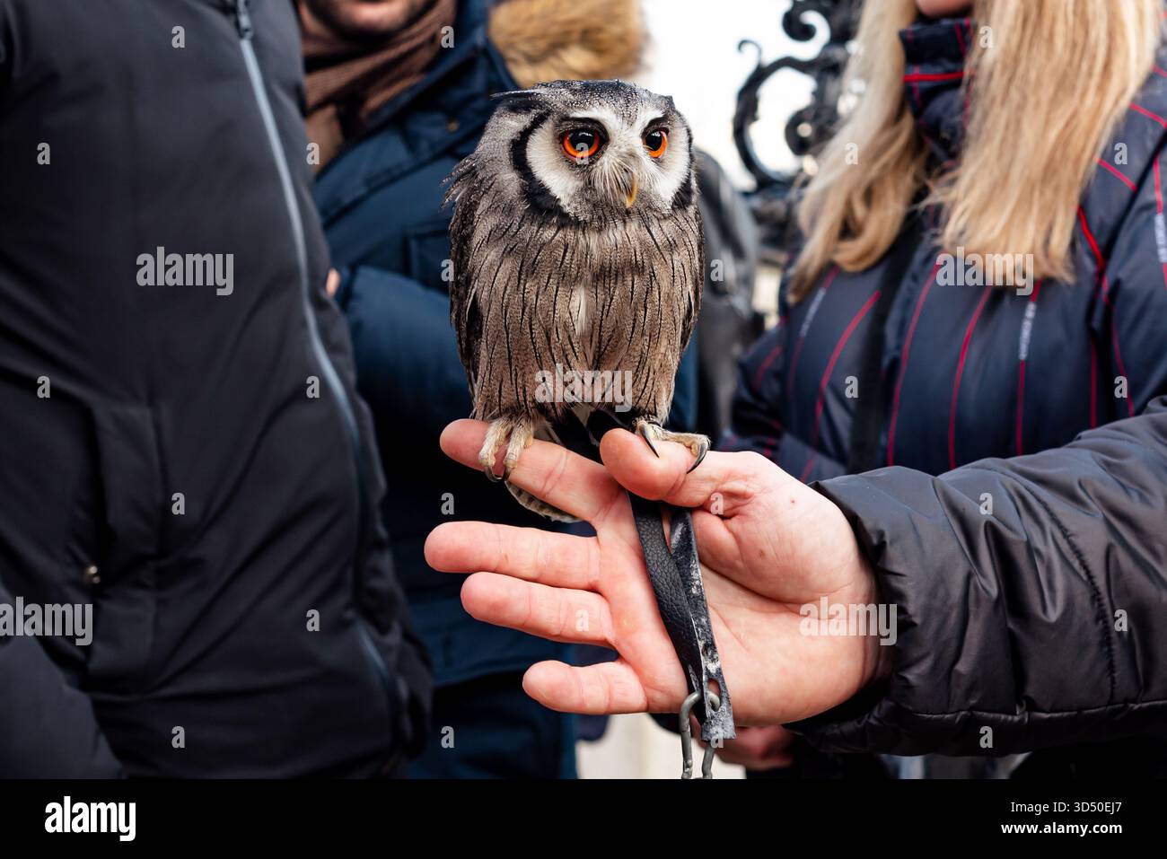 Solo per uso editoriale. Piccolo gufo arroccato a portata di mano durante la mostra pubblica di animali a Budapest, Ungheria Foto Stock