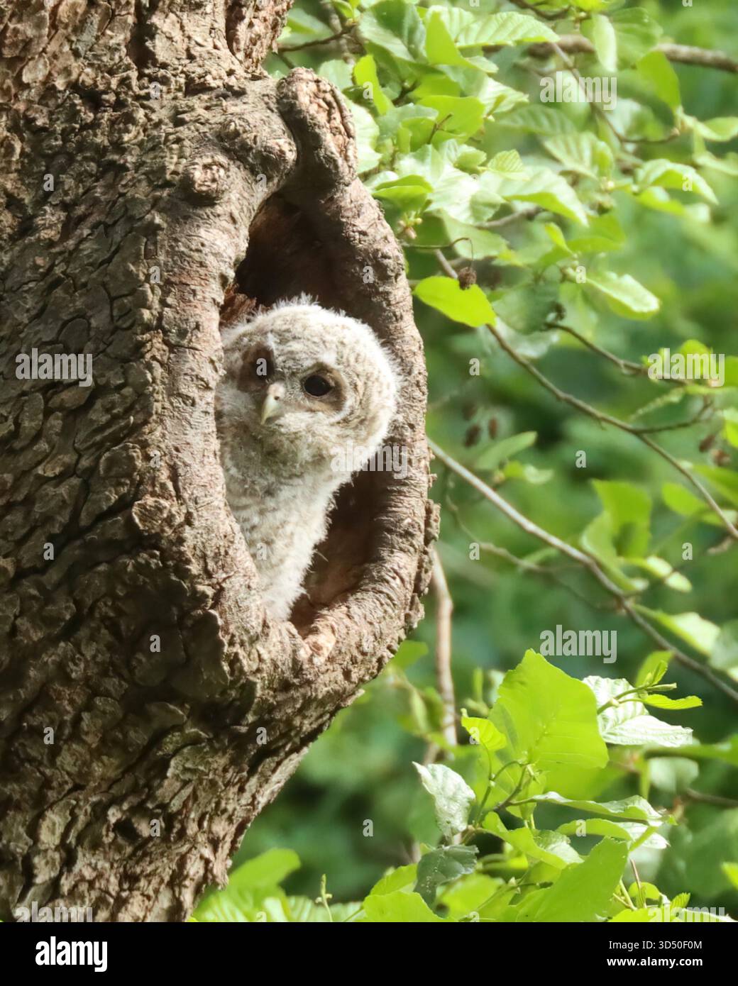 Tawny Owlet seduto nella cavità di un albero Foto Stock