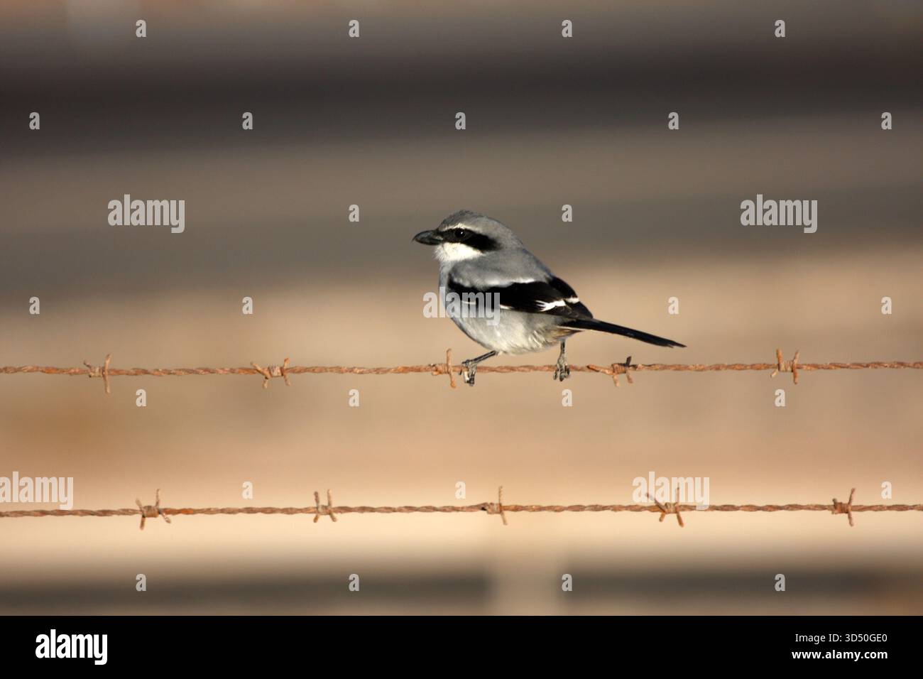 Un Southern Grey Shrike poggia su un filo di filo spinato sulle Isole Canarie di Lanzarote Foto Stock