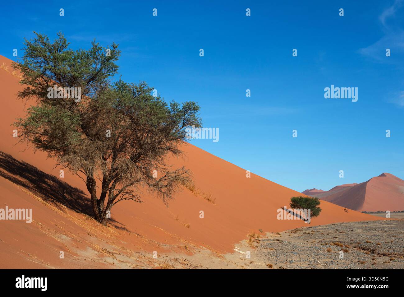 Paesaggio namibiano con deserto, alberi e dune di sabbia. Sossusvlei, Namibia Foto Stock