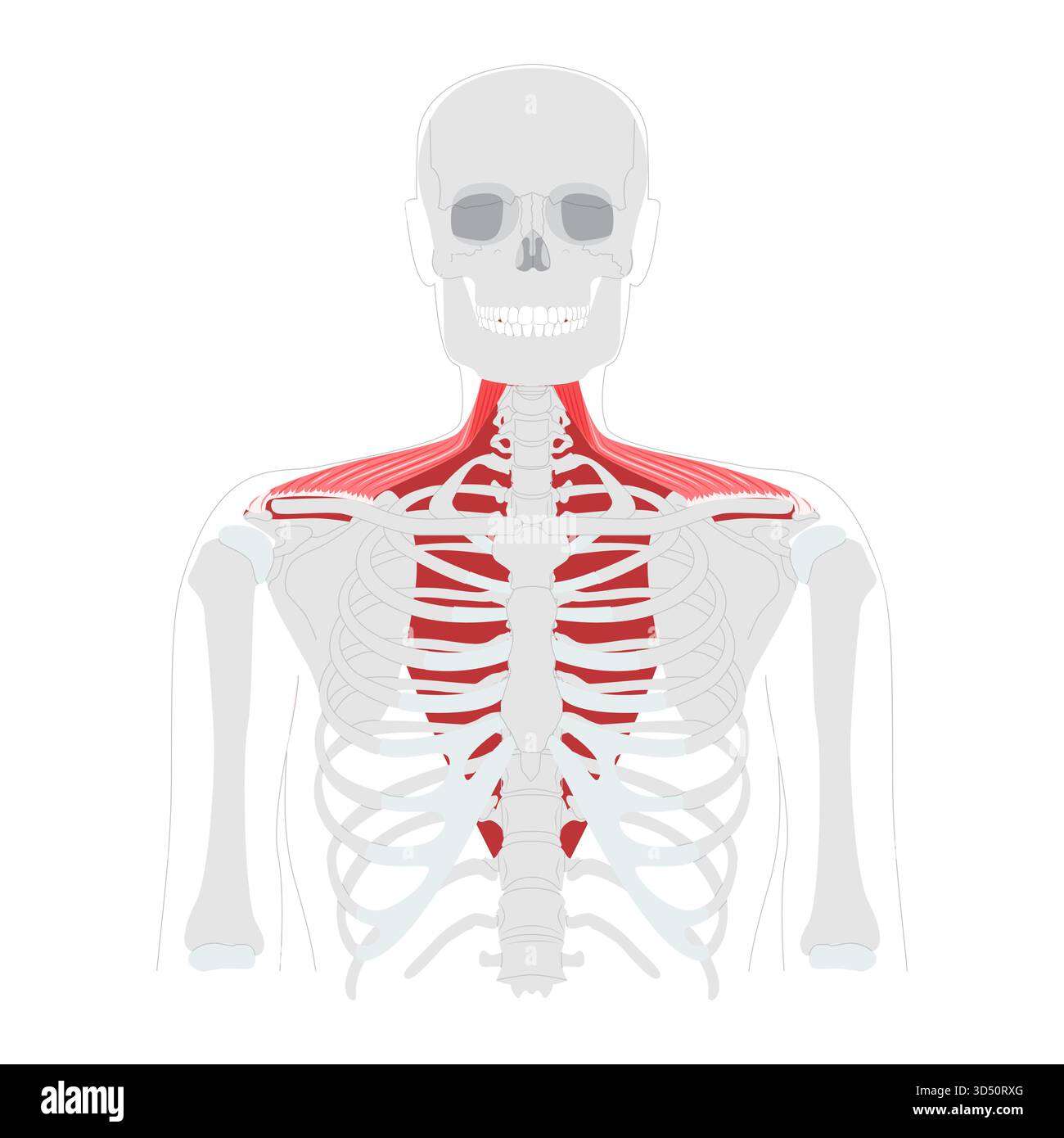 Trapezio - grande muscolo umano della schiena e del collo mostrato nella mappa anatomica, a forma di trapezio, responsabile del movimento e della stabilizzazione della scapola, essenziale per l'educazione alla postura e al movimento delle spalle Illustrazione Vettoriale
