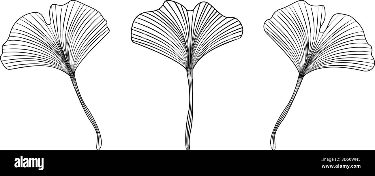 Ginkgo biloba Leaves Black line Set, collezione di fogliame monocromatico con contorno vettoriale Illustrazione Vettoriale