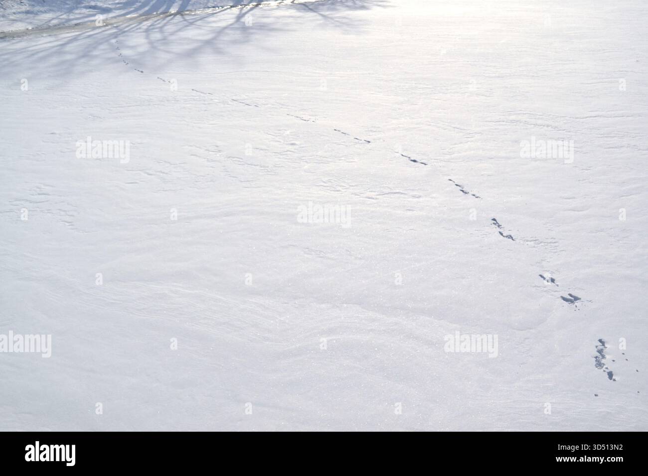 Pista per animali sulla neve bianca che conduce all'acqua in una splendida giornata invernale. Foto Stock