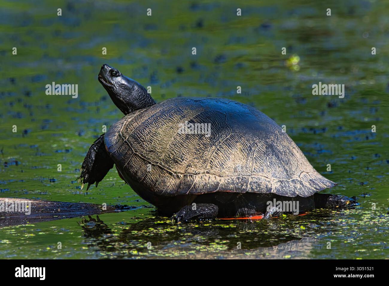Cooter con panciute rosse del Nord, primo piano Foto Stock