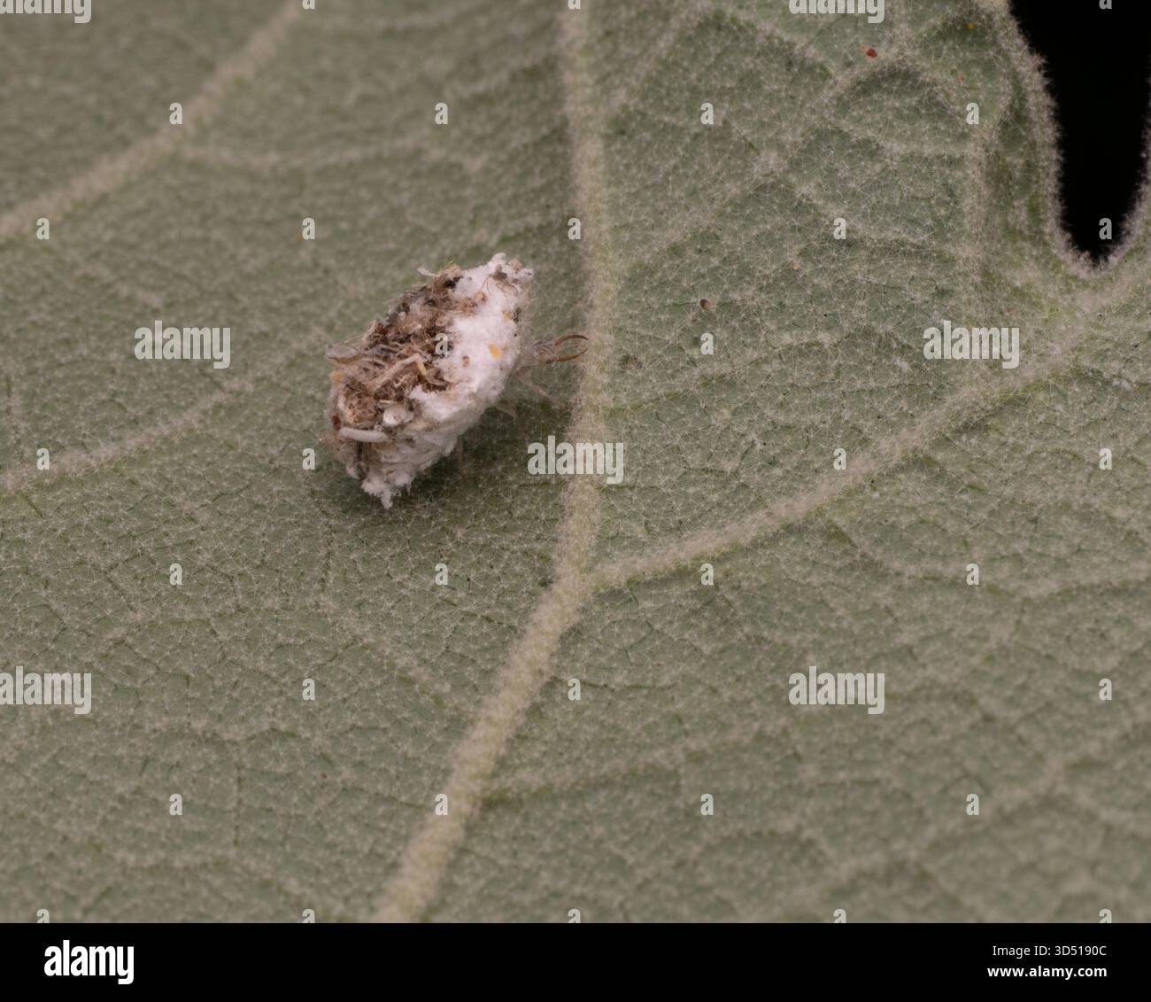 Chiudere una piccola cimice o una larva verde di lacewing su una foglia di pianta di carta di riso sfocata. L'insetto ha scheletri afidi e detriti sulla schiena. Foto Stock