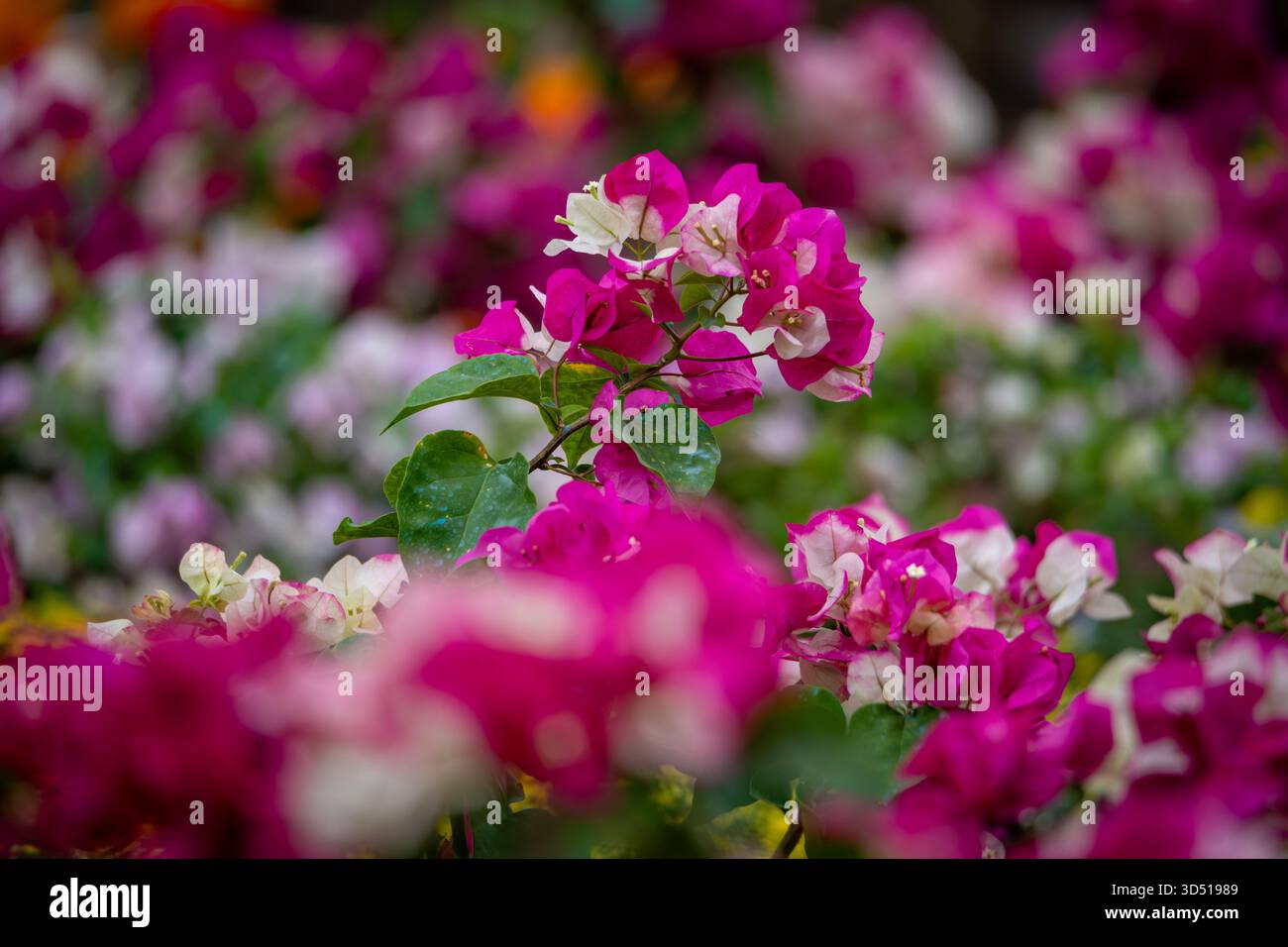 confetti, piante legnose, arbusti o alberi con spine Foto Stock