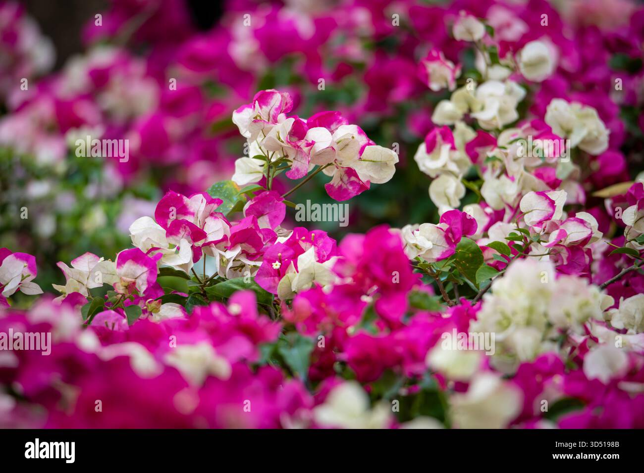 confetti, piante legnose, arbusti o alberi con spine Foto Stock