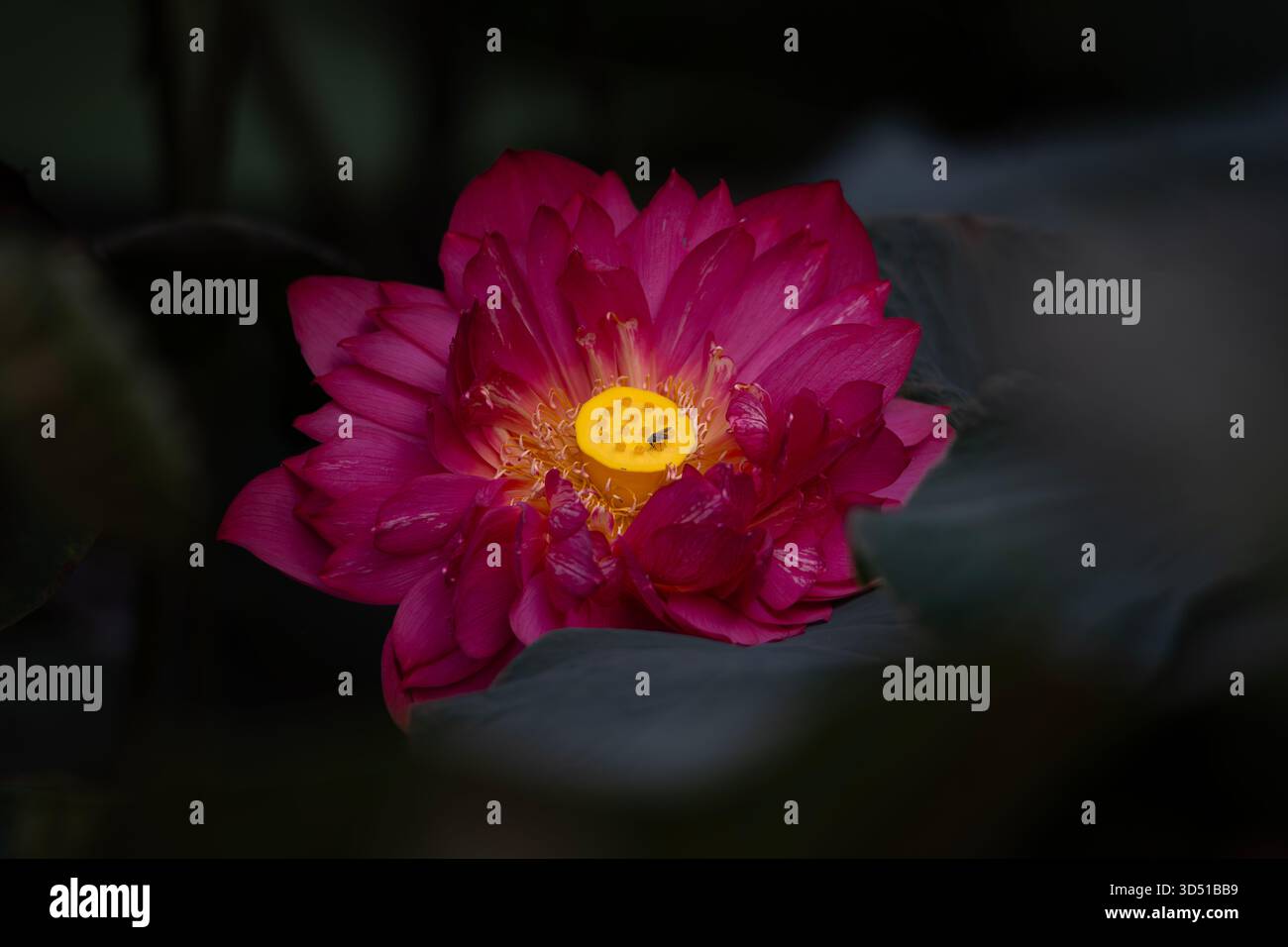 lotus, il fiore nazionale del Vietnam Foto Stock