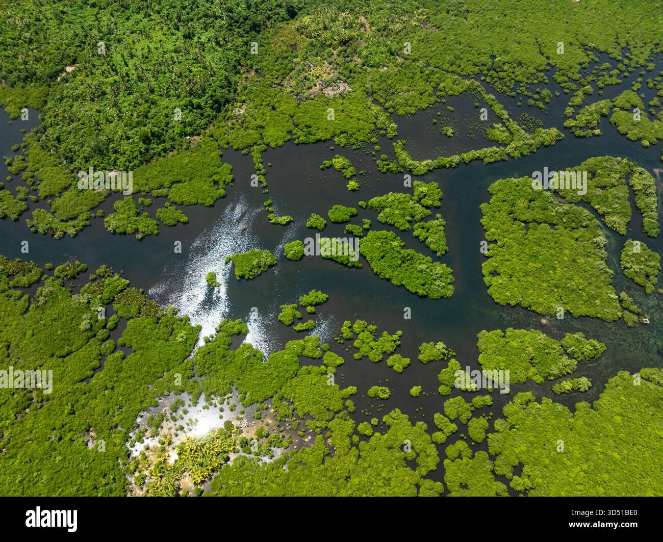 Foresta di mangrovie verdi intersecata da canali tortuosi di acqua scura sotto i riflessi luminosi del sole. Siargao, Filippine. Foto Stock