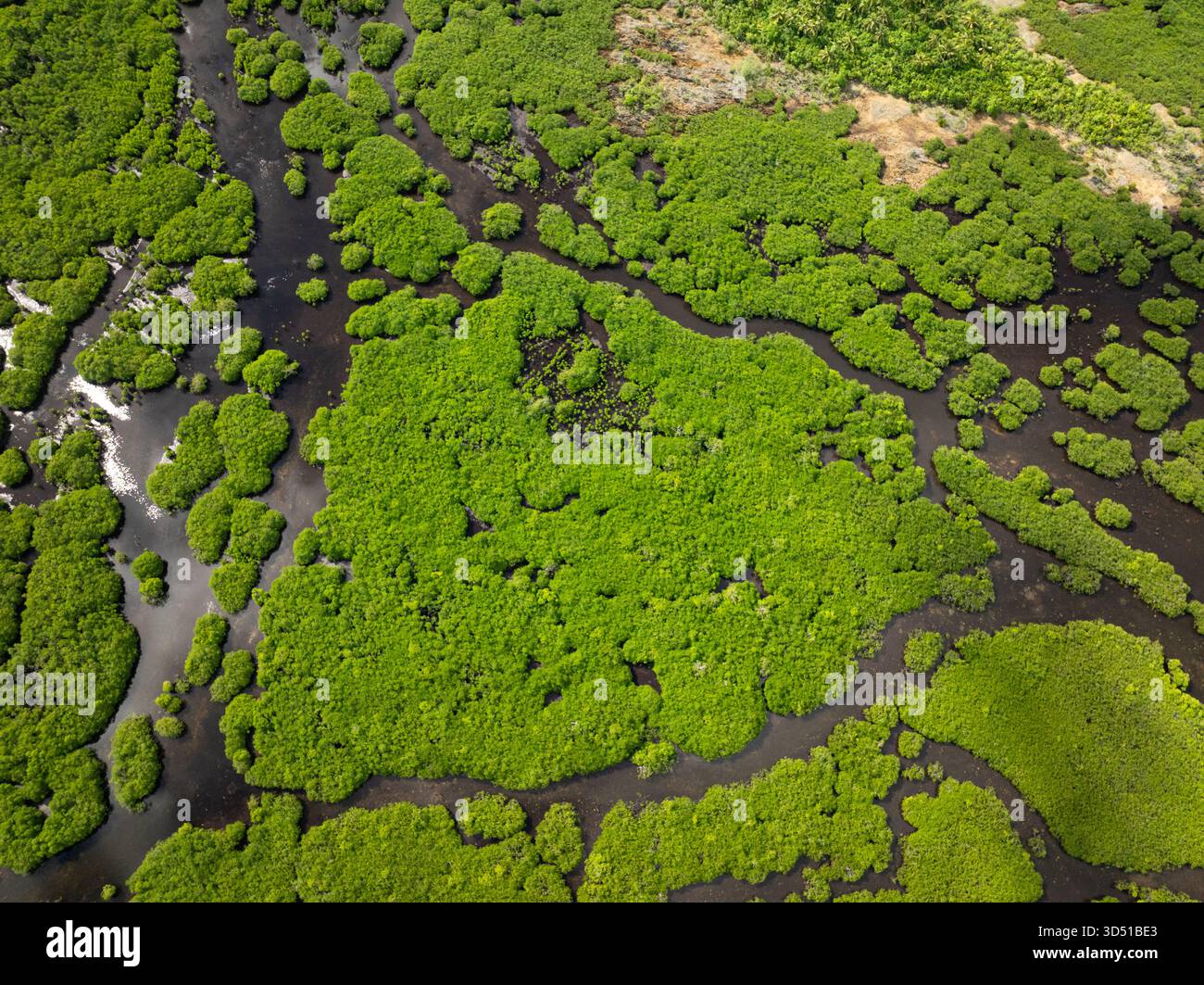 Fitta foresta di mangrovie con terreno fangoso e canali ben visibili. Siargao, Filippine. Foto Stock