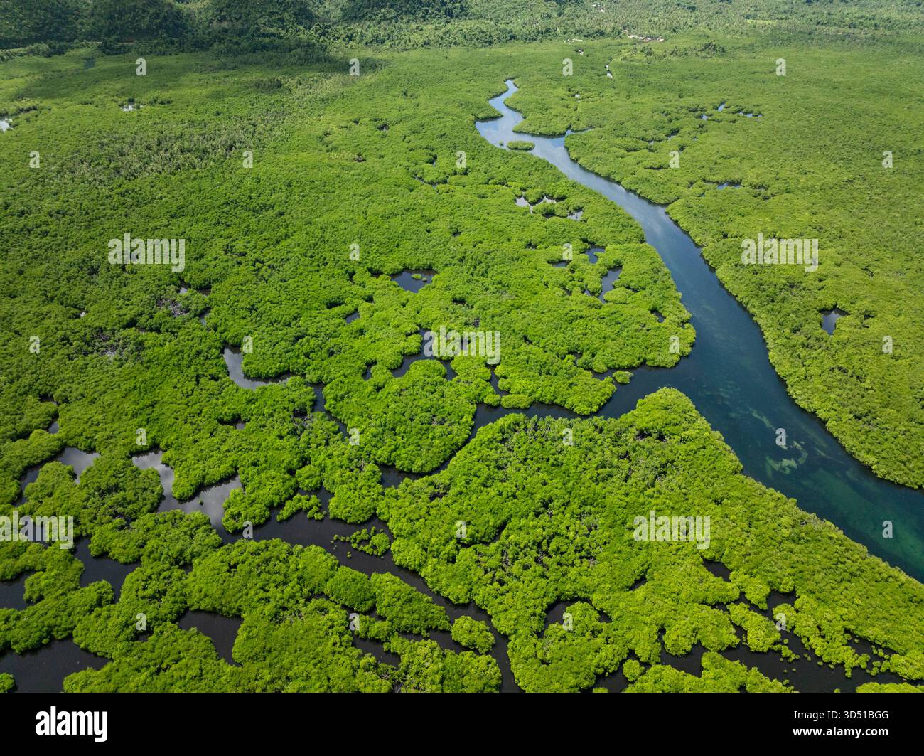 Fiume tortuoso che scorre attraverso una fitta foresta di mangrovie con una vegetazione verde brillante. Siargao, Filippine. Foto Stock