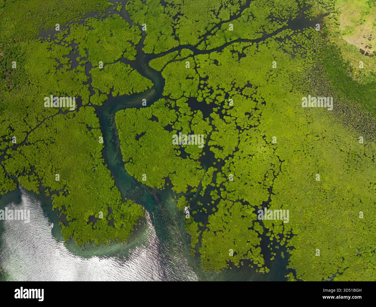 Fitta foresta di mangrovie verdi con tortuosi corsi d'acqua e macchie di acqua blu scuro. Siargao, Filippine. Foto Stock