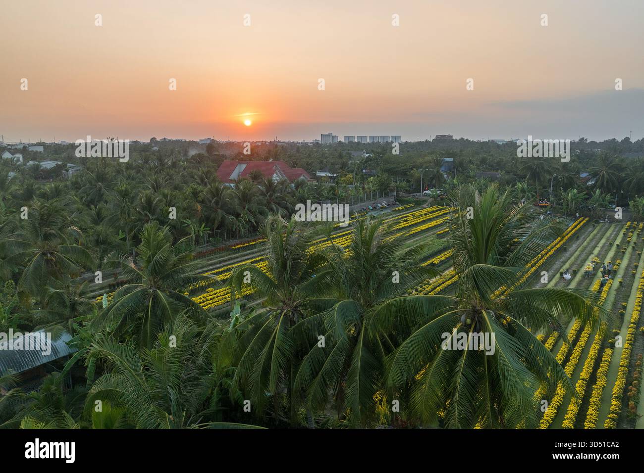 4 febbraio 2025: Panorama di un villaggio fiorito che serve la tradizionale vacanza Tet nella provincia di Tien Giang, Vietnam Foto Stock