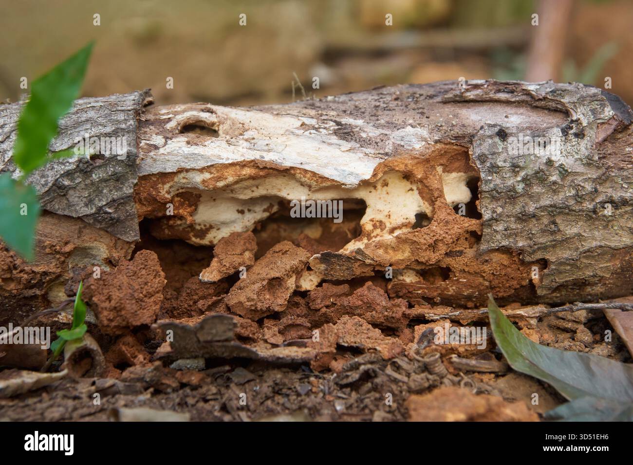 primo piano di tronchi in decomposizione con cavità spugnosa bianca, detrito di insetti bruno-rossastro e corteccia scura ruvida, focalizzazione morbida del concetto di decomposizione naturale Foto Stock