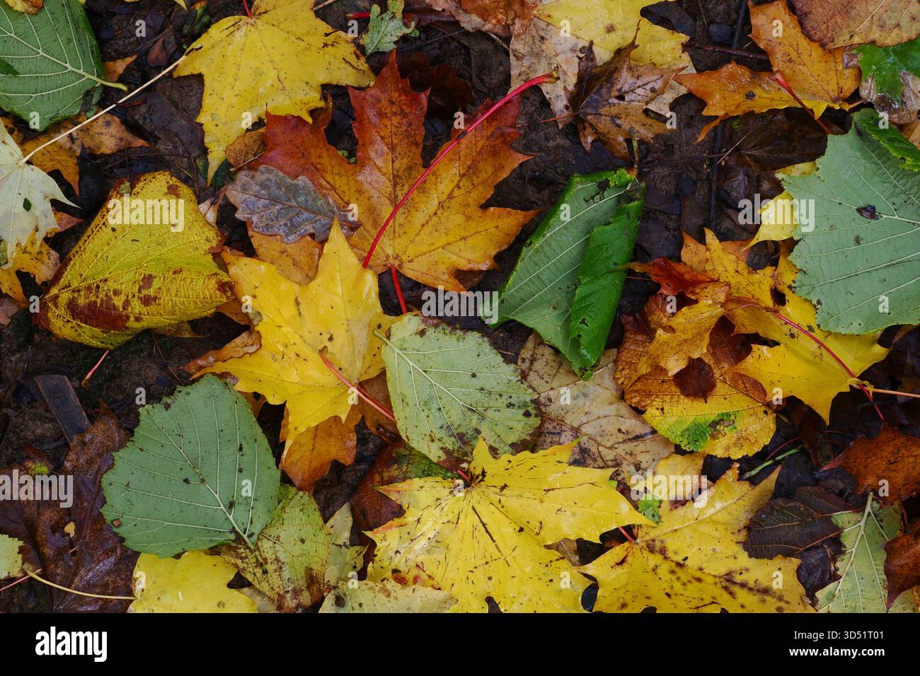 Lettiera decidua a foglia sul terreno in autunno, Regno Unito Foto Stock