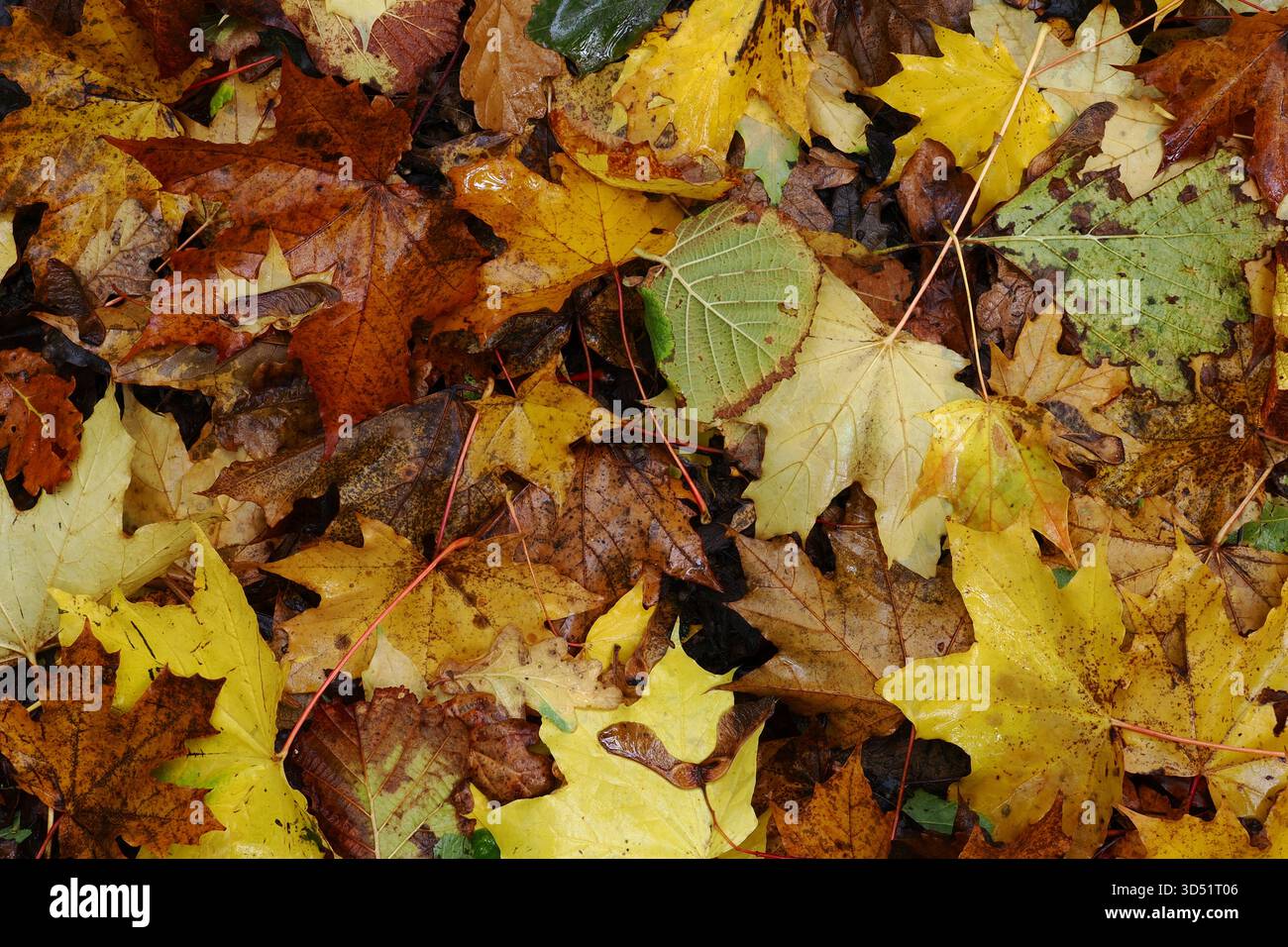 Lettiera decidua a foglia sul terreno in autunno, Regno Unito Foto Stock