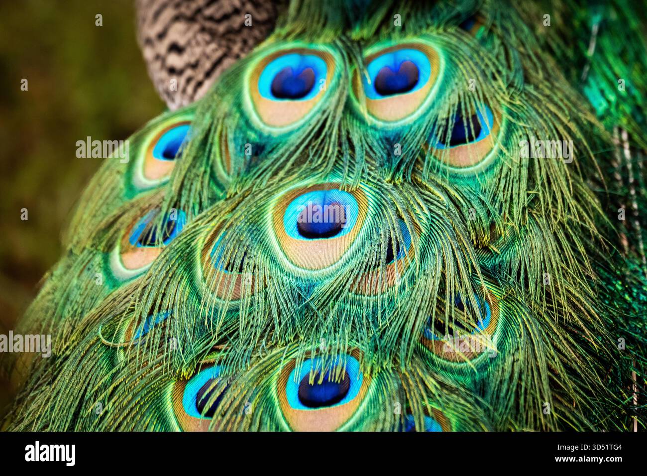 Lo Sri Lanka ha un'abbondanza di peafole. Sono sparse in tutto il mondo in ogni continente tranne l'Antartide. primo piano di piume. Foto Stock