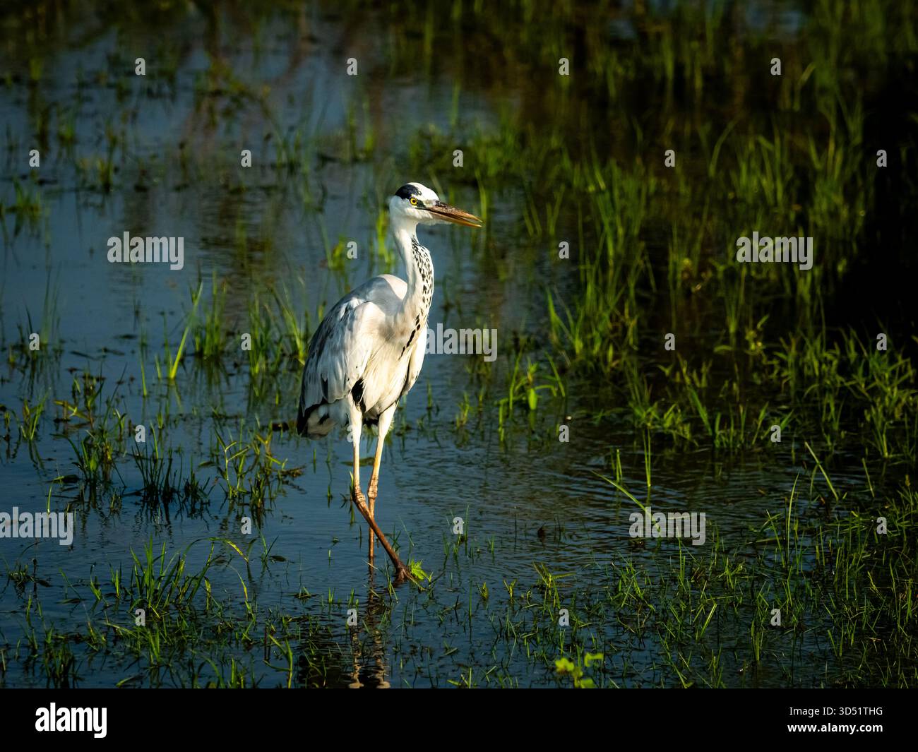 Airone selvatico e grigio nelle zone paludose dell'Africa Foto Stock