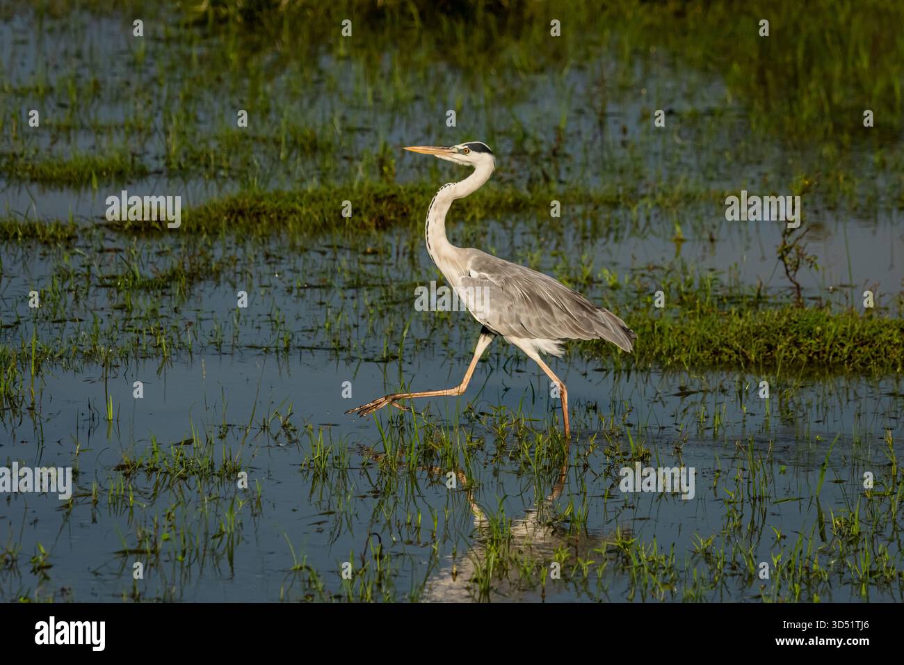 Airone selvatico e grigio nelle zone paludose dell'Africa Foto Stock