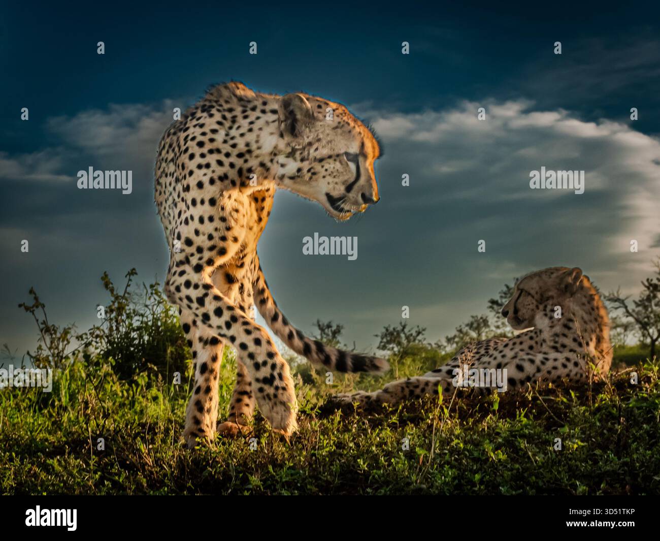 Mi piace stare in giro per i ghepardi a piedi e mi è piaciuta la vicinanza. Questo stava mentendo con suo fratello, si alzò e si avvicinò a suo fratello. Foto Stock