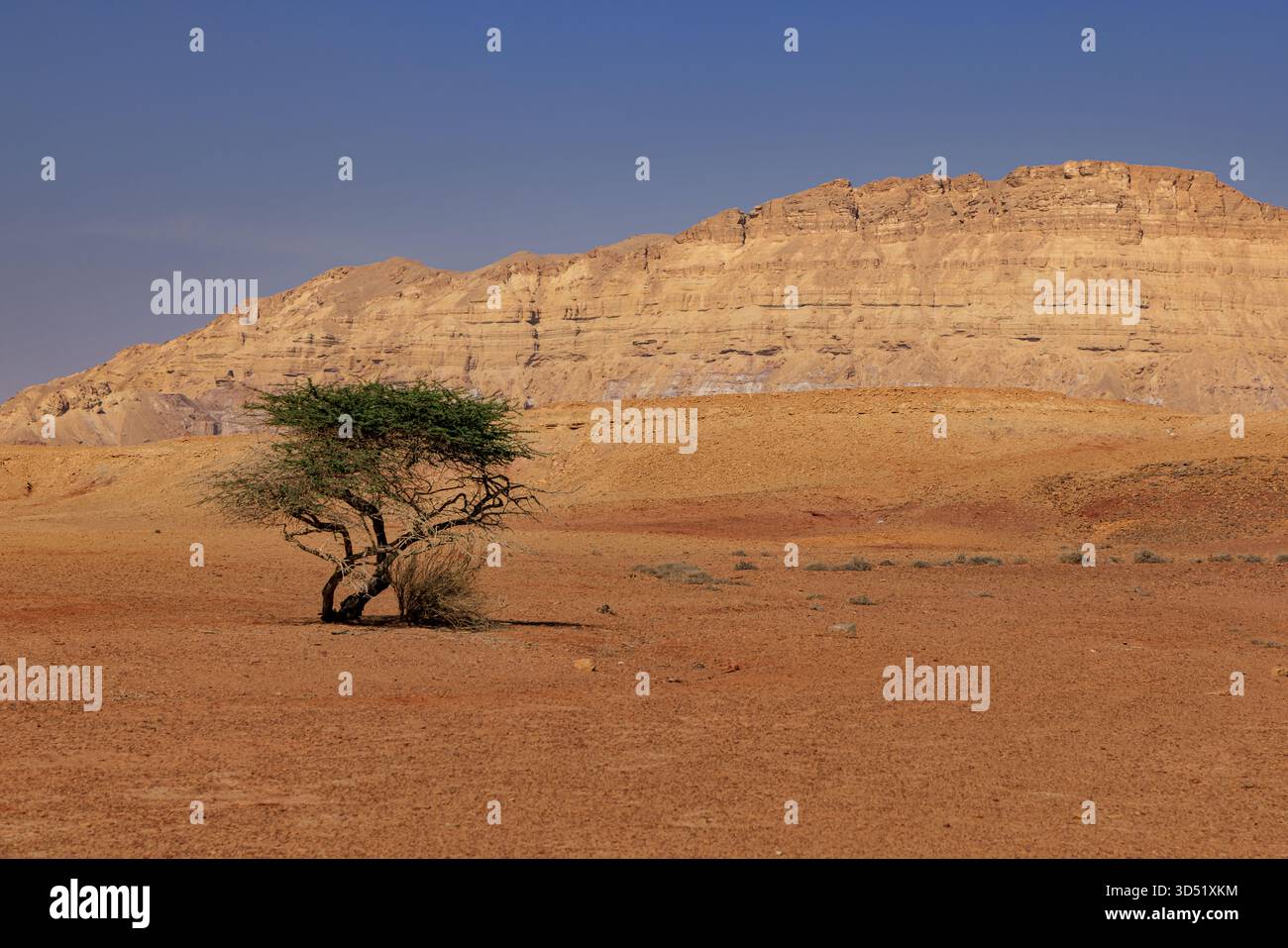 Albero solitario nel deserto del Negev, Israele. Sabbie colorate. Montagna all'orizzonte. Un bel cielo blu brillante. Foto di alta qualità Foto Stock